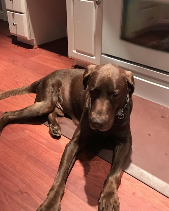 lfs_availabledog2016_oldman11054