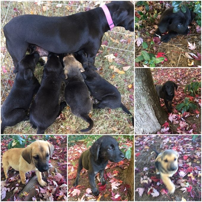 lfs_availabledogs2016_naturepups