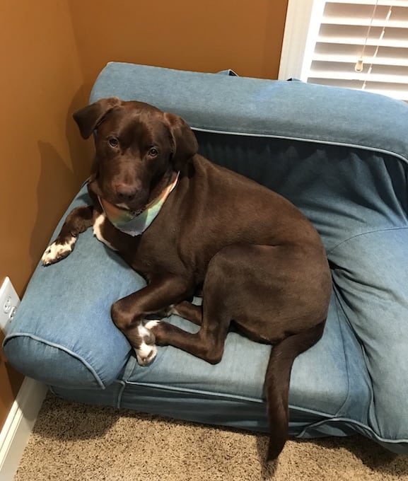 lfs_availabledog2016_drake12