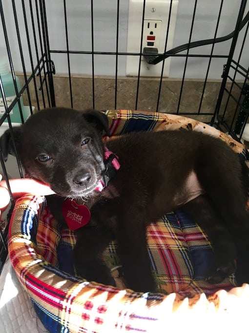 lfs_availabledog_delilah1220165