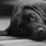 Adopt a rescued Labrador