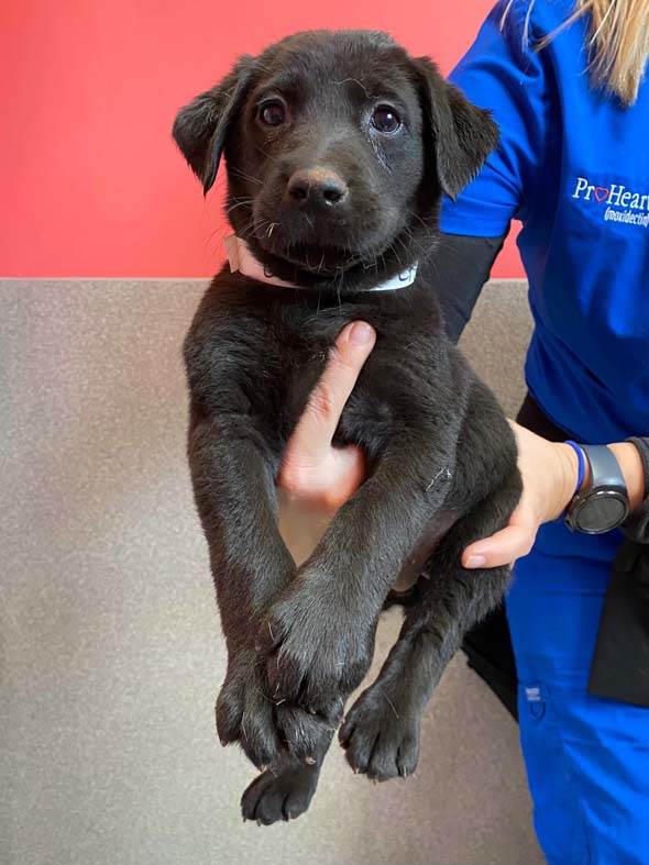 Available Labs - Labrador Friends