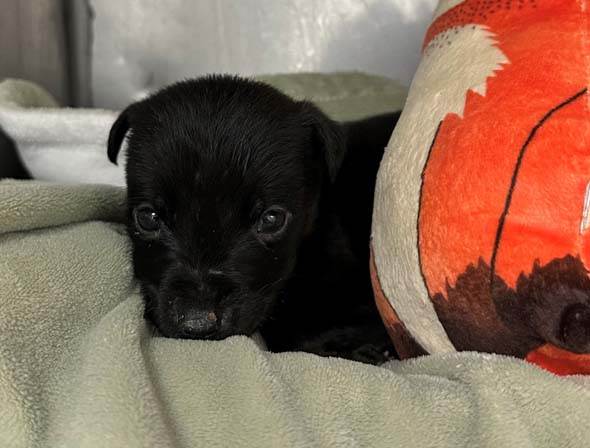 Maxine - Stranger Things Pups - Labrador Friends