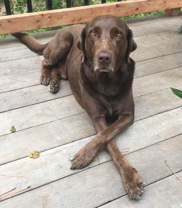 Gibson – Labrador Pals