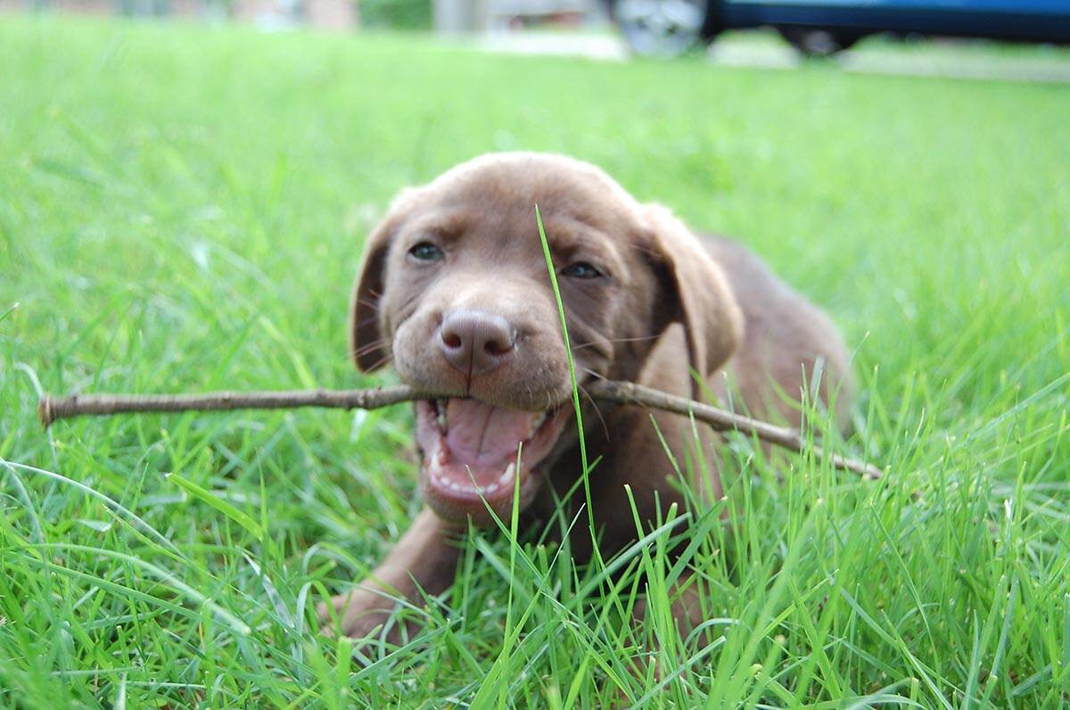 LFS Adoption Event – Save the Date – Location to be confirmed