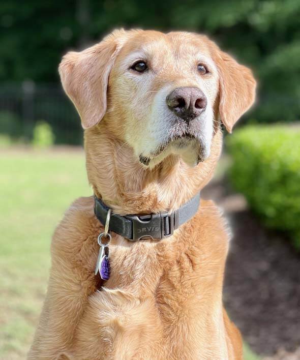 Marshall (Cooper) – Labrador Buddies