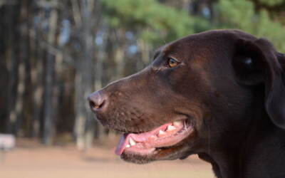 Mollie