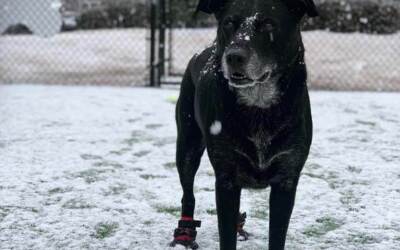 Cooper