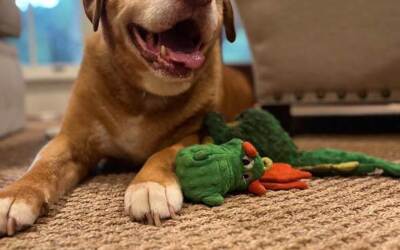 Bosley