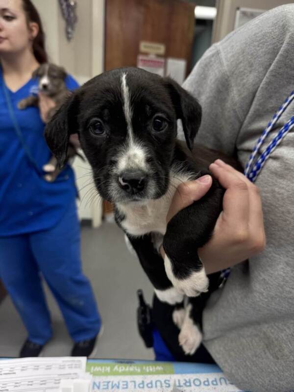 Noble – American Litter