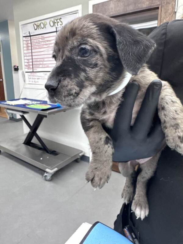 Star – American Litter