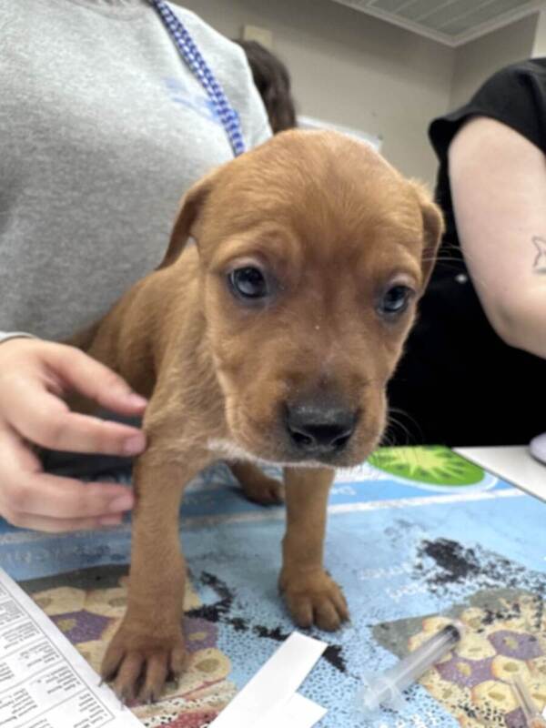 Glory – American Litter