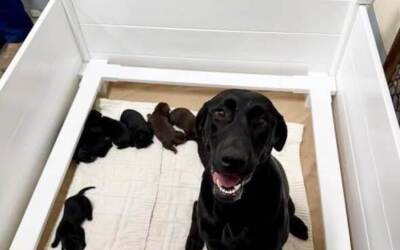 Momma Angel and Pups