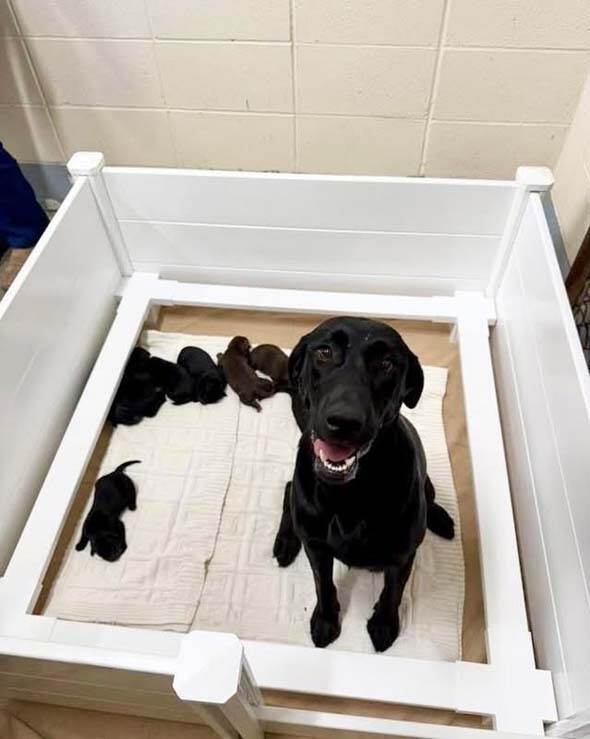 Momma Angel and Pups