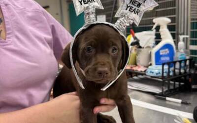 Kringle – Angel’s Pup – Boy