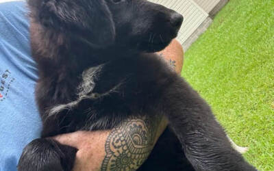 Indy – 4th of July Litter