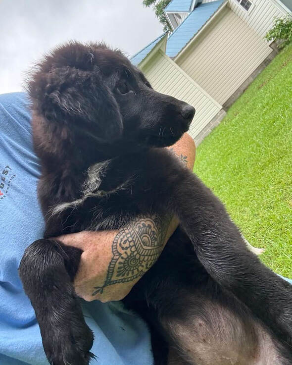 Indy – 4th of July Litter