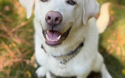 Toby
