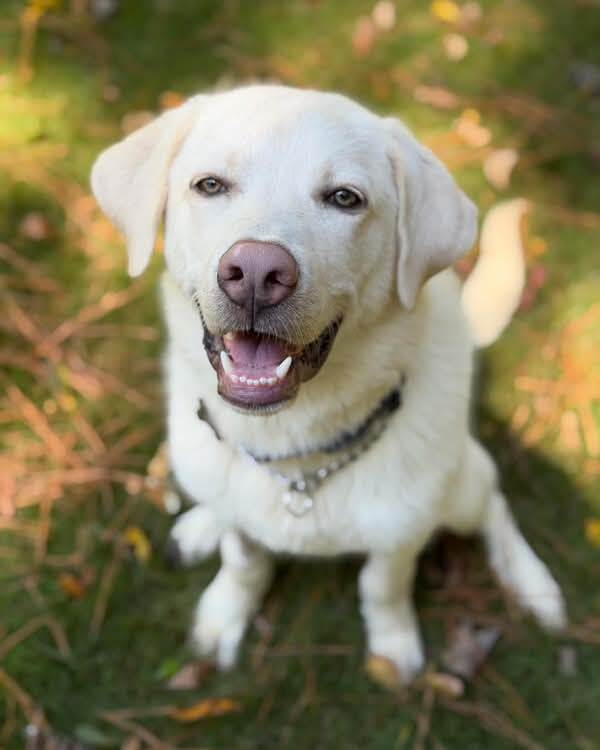 Toby